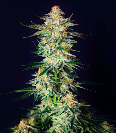 Семена сорта Blueberry Hill fem (Herbies Seeds)