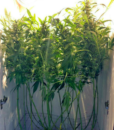 Семена сорта Orange Hill Special fem