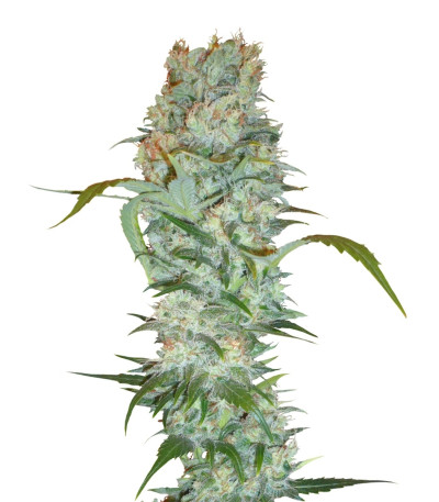 Семена сорта White Russian fem (Serious Seeds)