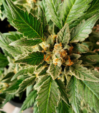 Семена сорта Super Lemon Haze Auto fem (Green House Seeds)