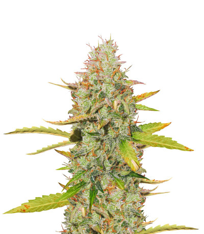Семена сорта Blue Auto Mazar fem (Dutch Passion)
