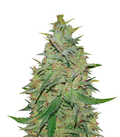 Семена сорта Gelato fem (Nirvana Seeds)