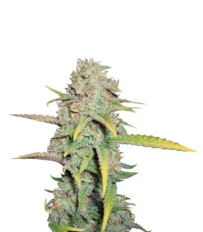 Семена сорта O.G. Kush fem (Royal Queen Seeds)