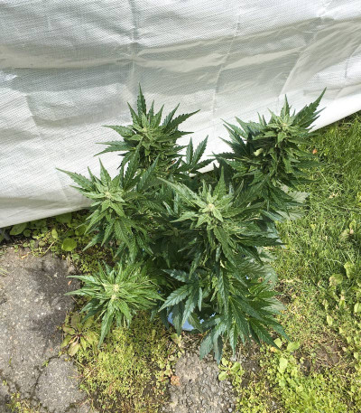 Семена сорта CBD Auto White Widow fem (Dutch Passion)