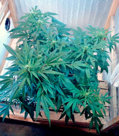 Семена сорта Speedy Gonzales Auto (Speedy Boom Auto) fem