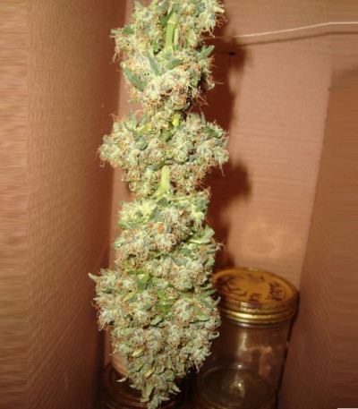 Семена сорта Bubblelicious reg (Nirvana Seeds)