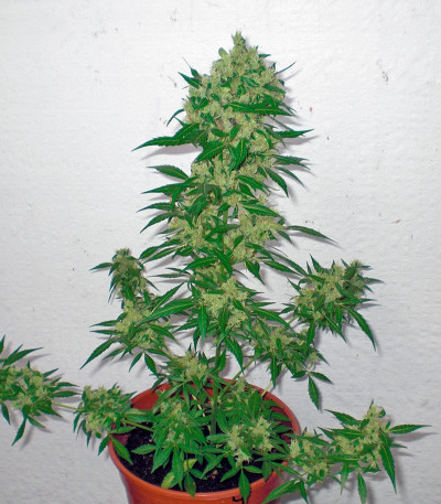 Семена сорта PolarLight #3 Auto fem