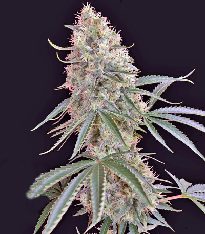 Семена сорта Sin Tra Bajo Auto fem