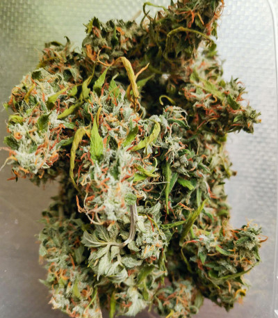 Семена сорта Super Lemon Haze fem (Семяныч)