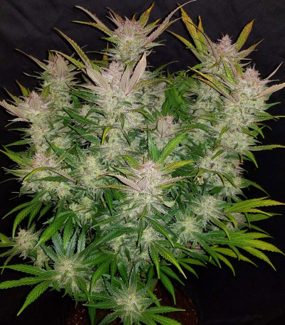 Семена сорта Cream Cookies auto fem (FastBuds)