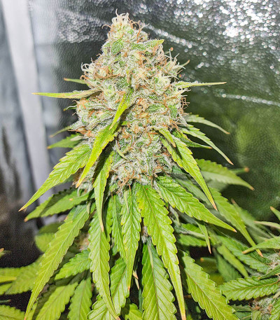 Семена сорта Gorilla Blue fem (Advanced Seeds)