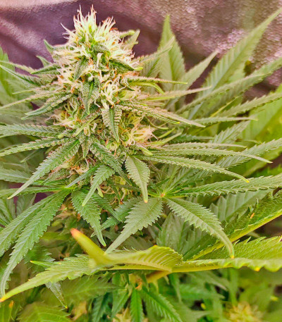 Семена сорта Mimosa Shot fem (Herbies Seeds)