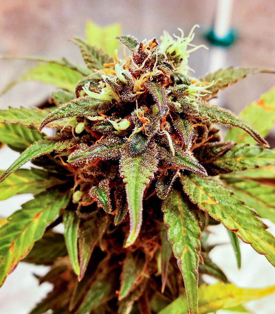 Семена сорта Original Clon fem (Blimburn Seeds)