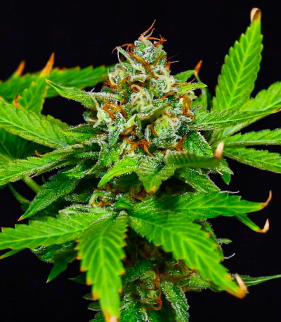 Семена сорта Peanut Butter OGKB fem (Original Sensible Seeds)