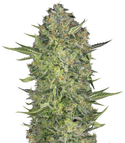 Семена сорта Serious Kush fem (Serious Seeds)