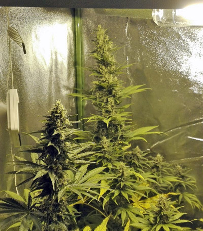 Семена сорта Wild Rose fem (Sweet Seeds)