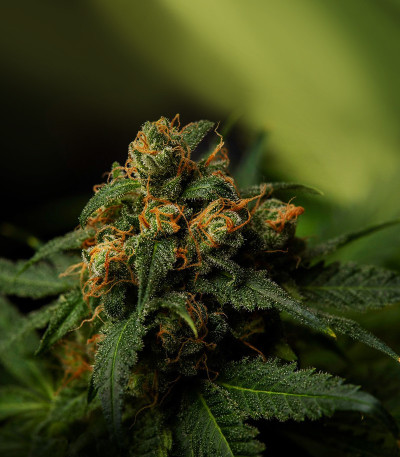 Семена сорта 1024 fem (Medical Seeds)