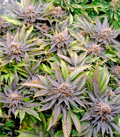 Сорт конопли Blue Widow