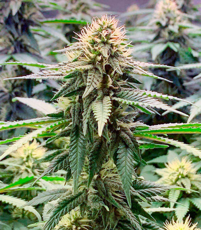 Семена сорта Cherry Pie fem (Advanced Seeds)