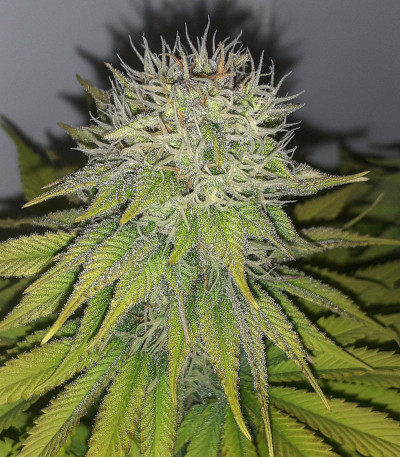 Семена сорта Mazar fem (Dutch Passion)