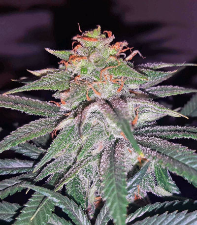 Семена сорта Tutankhamon fem (Pyramid Seeds)