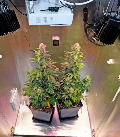 Семена сорта OG Kush Autoflowering fem (Dinafem Seeds)