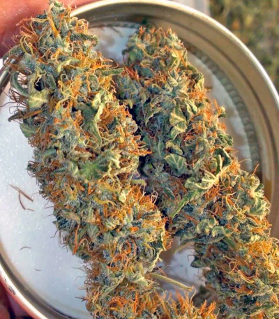 Семена сорта Arjan's Strawberry Haze fem