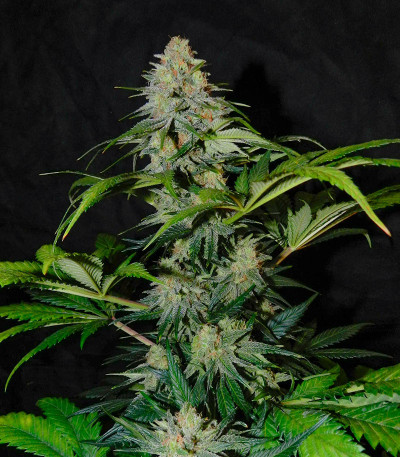 Семена сорта Black Muffin F1 Fast Version fem (Sweet Seeds)