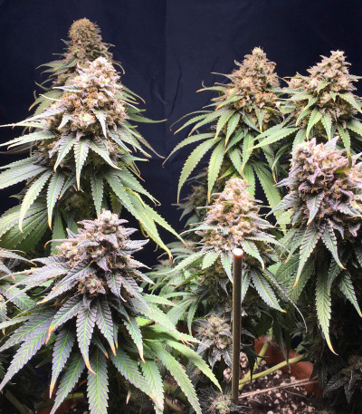 Семена сорта Mimosa X Orange Punch fem (Barney's Farm)