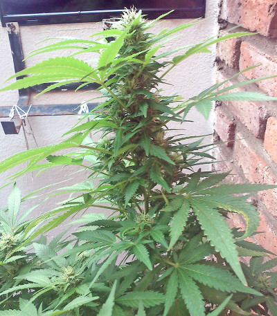 Семена сорта White Siberian fem (Dinafem Seeds)