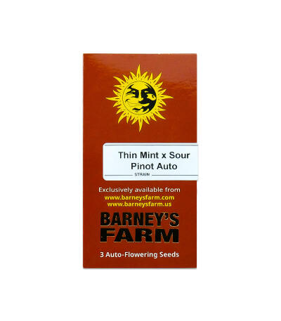 Семена сорта Thin Mint x Sour Pinot Auto