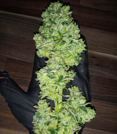 Семена сорта Auto AK-77V fem (Victory Seeds)