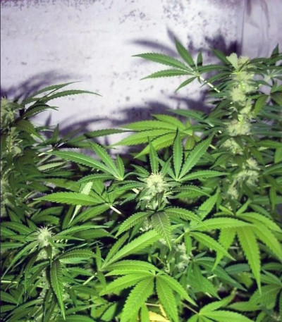 Семена сорта Super Critical fem (Green House Seeds)