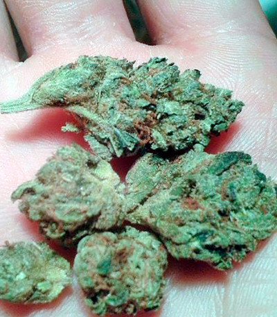 Семена сорта OG Kush (Dinafem Seeds)