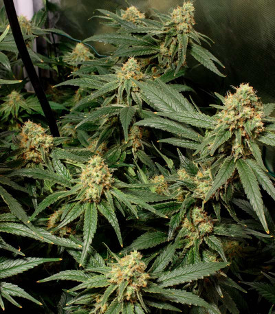Семена сорта Royal Domina fem (Royal Queen Seeds)