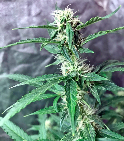 Семена сорта Afghan Kush Ryder Auto fem (World of Seeds)
