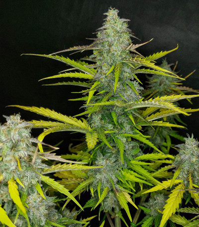 Семена сорта Auto Blueberry fem (Dutch Passion)