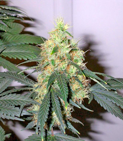 Семена сорта BCN Diesel Max Auto fem