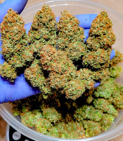 Семена сорта Easy Peasy Auto fem (Семяныч)