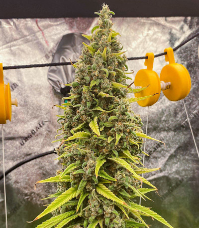 Семена сорта Grandmommy Purple fem (Herbies Seeds)