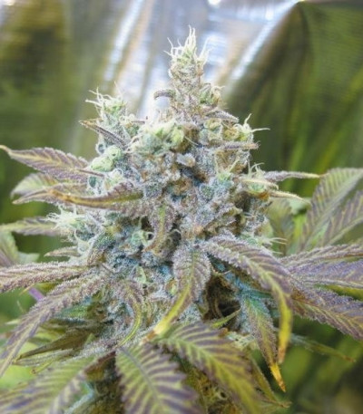Семена сорта Super Silver Haze fem (Green House Seeds)