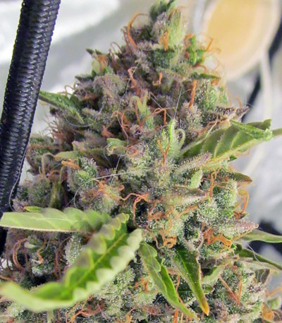 Семена сорта Big Bang Auto fem (Green House Seeds)