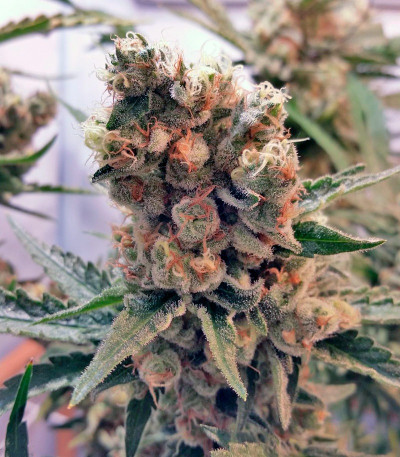 Семена сорта Green Poison fem (Sweet Seeds)