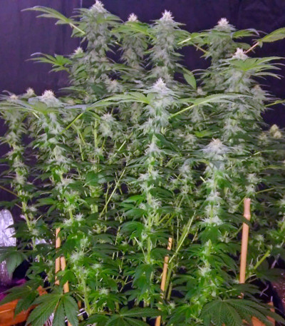 Семена сорта Kaia Kush fem (Green House Seed)