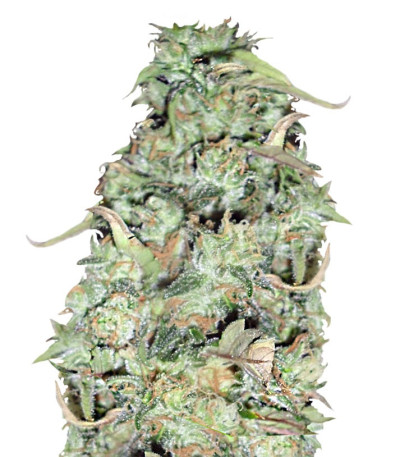 Семена сорта Buzz Light Gear fem (Dr. Krippling Seeds)