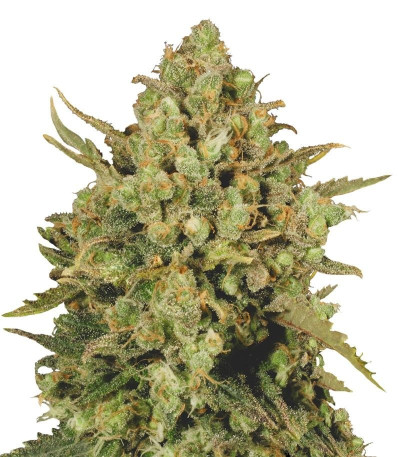 Семена сорта CBD-enriched Warlock fem (Serious Seeds)