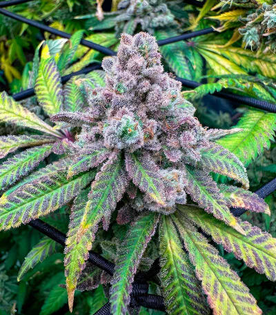 Семена сорта Zkittlez × Gorilla Glue fem (7CH Seeds & Cali Buds Seeds)