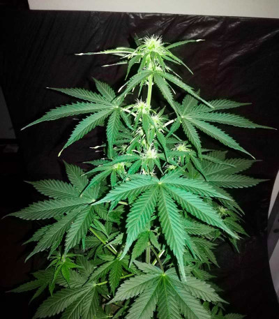 Семена сорта Auto Northern Delights fem (VIP seeds)
