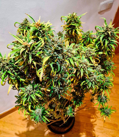 Семена конопли сорта Amnesia Haze