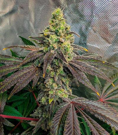 Семена сорта Banana Hammock RBX fem (Ethos Genetics)